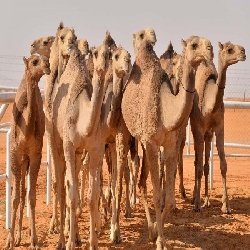 ماقصة المثل ما هكذا تورد الابل