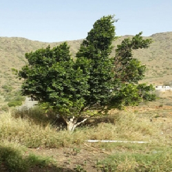 بعض الصور من الديره حديثه