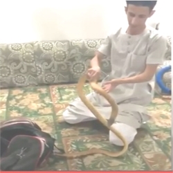 المالكي صائد الأفاعي و" قبلة الموت" من كوبرا قاتلة