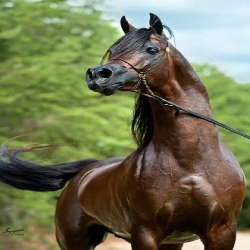 قصة المثل هنا مربط الفرس