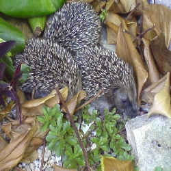 متى تقترب القنافذ من بعضها