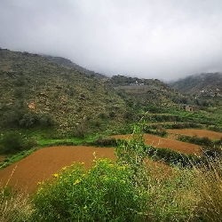 صور من بني  مالك الطائف