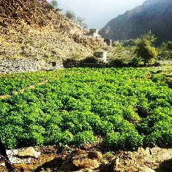 صور من بني مالك الطائف