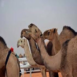 قـالـوا عـلامـك يـوم تبـكـي عـلـى حــرب