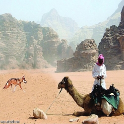 مرافقة الذئب.. قصة تتكرر في الأساطير والحكايات