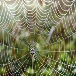 من عجائب العنكبوت