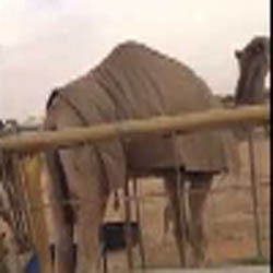 قعود بقيمة 35 مليون ريال!