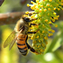 من عجائب النحل