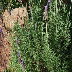 ماذا تعرف عن عشبة الزوفا